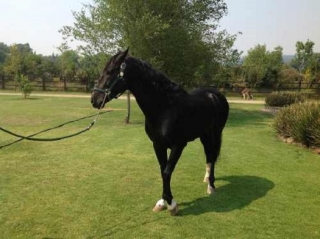 caballos en valte de bravo